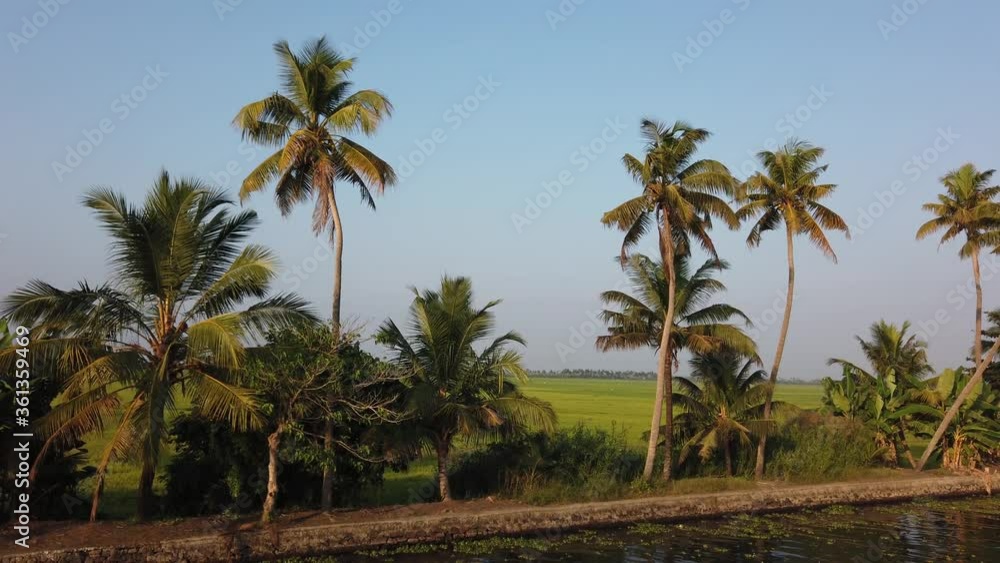 Sunset Tracking Shot of Palm Trees and Paddy Fields by Waterway at Alappuzha, Kerala, India Sunset Tracking Shot of Palm Trees and Paddy Fields by Waterway at Alappuzha, Kerala, India