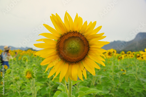 Large sunflower And the sunflower field is a blurred background