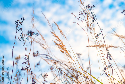 Autumn field. Dry grass and blue sky. Selective focus.