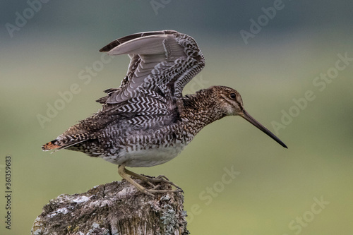 wilson's snipe flapping wings