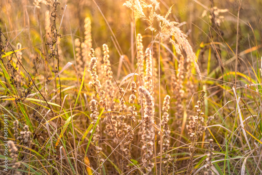 Fototapeta premium Wildflower meadow, flower meadow. Sunset on autumn field.