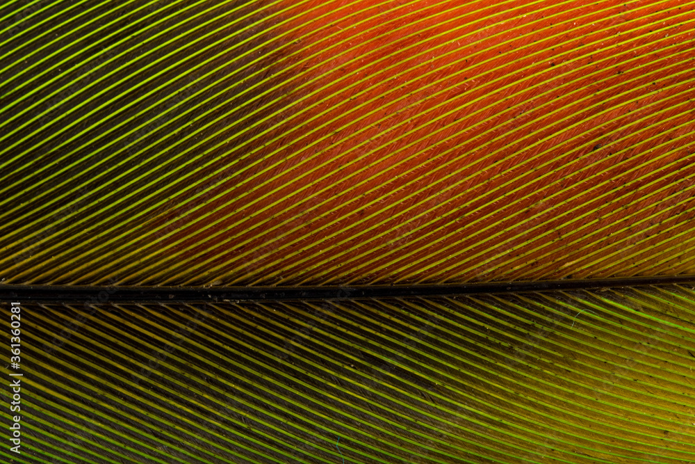 Fototapeta premium Beautiful Bright Green, Red and Yellow Parrot Feather Close up Detail Texture. Abstract Pattern Background