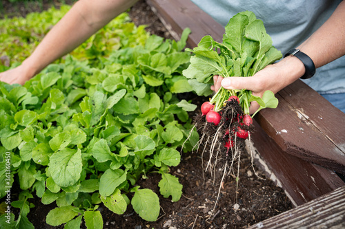 Ernte von selbstgezogenen Radieschen aus dem eigenen Hochbeet im Garten - frischer geht es nicht. photo