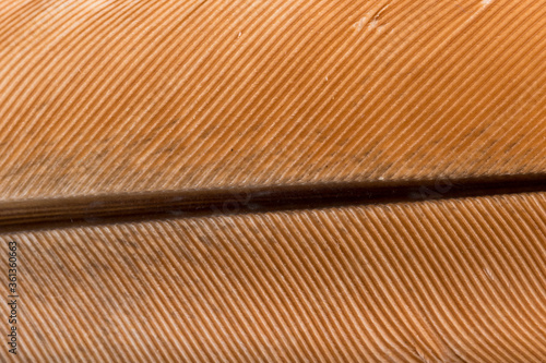 Beautiful Bright Brown Feather Close up Detail Texture. Abstract Pattern Background