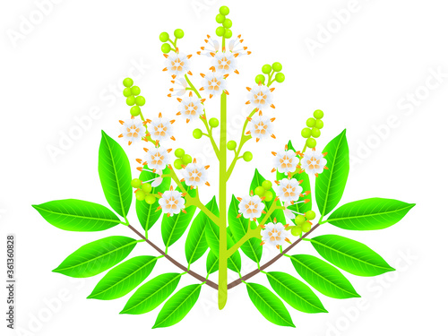 Longan flowers with leaves isolated on white background.