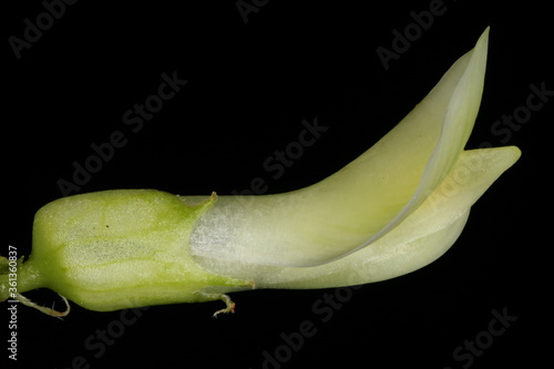 Wild Liquorice (Astragalus glycyphyllos). Flower Closeup photo