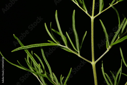 Bright Meadow-Rue  Thalictrum lucidum . Leaf Detail Closeup