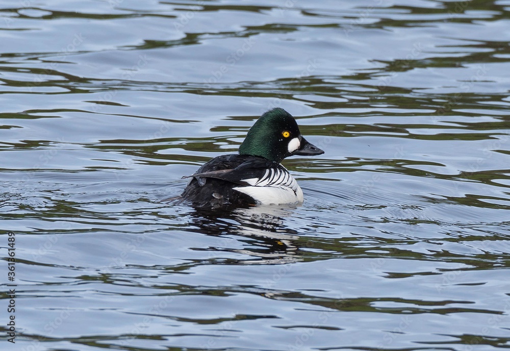 Obraz premium Goldeneye female and male.