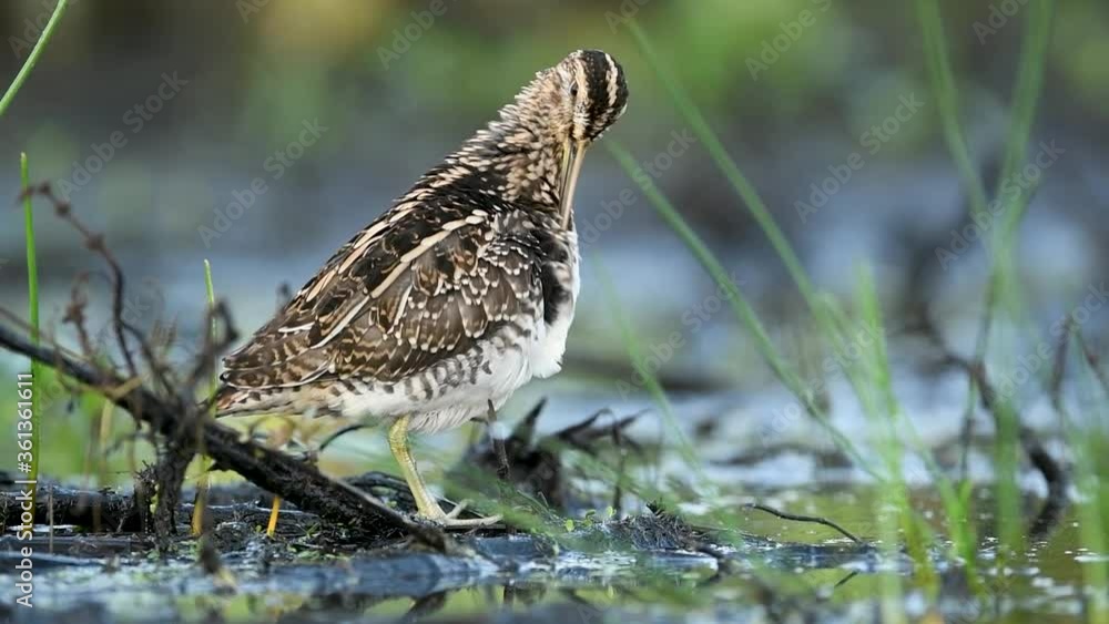 Common Snipe (Gallinago gallinago) Common Snipe (Gallinago gallinago)