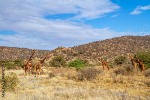 Reticulated giraffe, group of five, in Buffalo Springs National Reserve, Kenya, Africa. Mountain landscape with parched bush grass. "Giraffa camelopardalis reticulata" wildlife on safari vacation