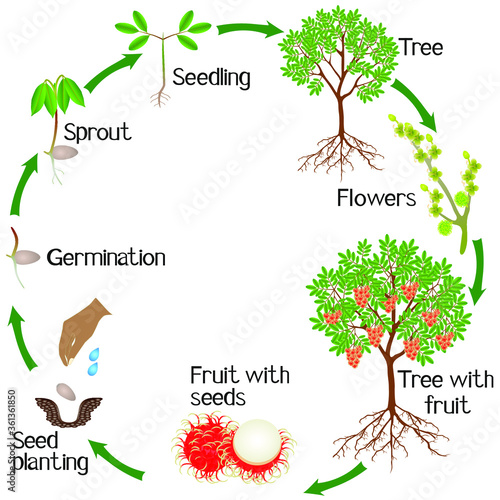 A growth cycle of a rambutan tree on a white background.