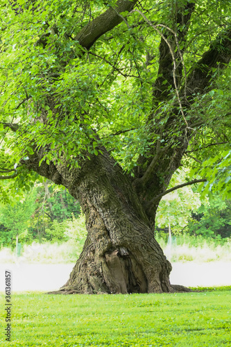 Twisted oak tree