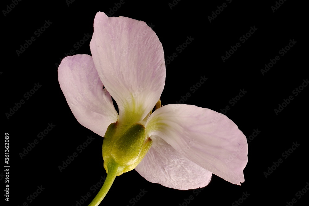 Fototapeta premium Cuckooflower (Cardamine pratensis). Flower Closeup