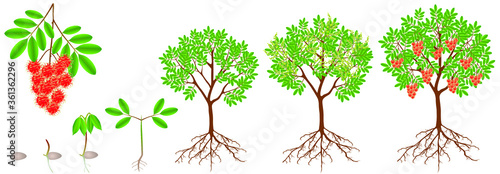 Cycle of growth of a rambutan plant on a white background.