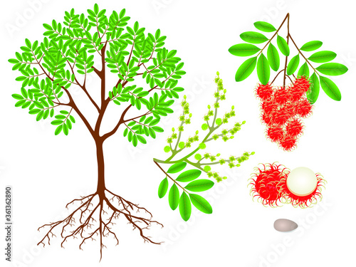An illustration showing parts of a rambutan plant on a white background.