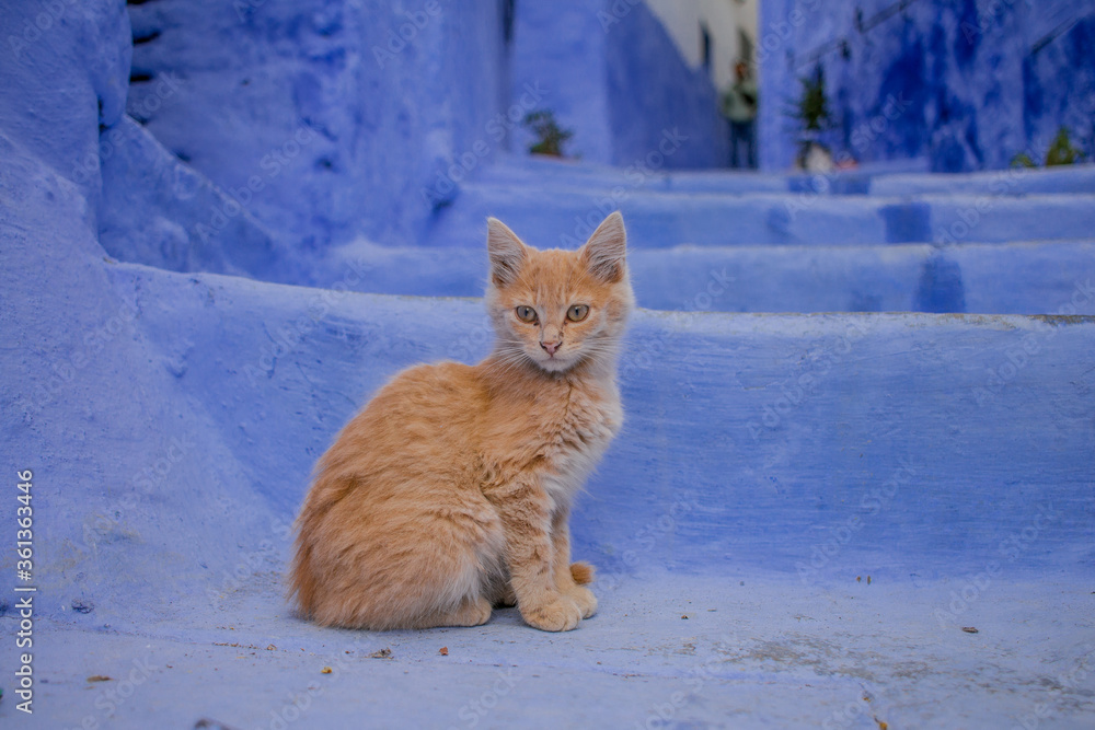 Chefchaouen, the blue city of Morocco. Chefchaouen, the blue city of Morocco.