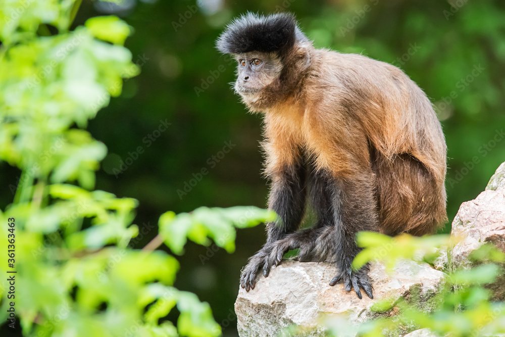 A monkey on a rock. A monkey in nature. Robust capuchin monkeys are capuchin monkeys in the genus Sapajus. A monkey on a rock. A monkey in nature. Robust capuchin monkeys are capuchin monkeys in the genus Sapajus.