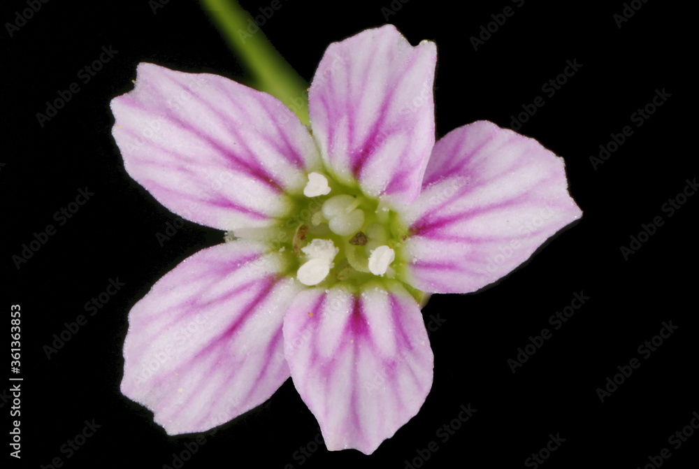 Annual Gypsophila (Gypsophila muralis). Flower Closeup Annual Gypsophila (Gypsophila muralis). Flower Closeup