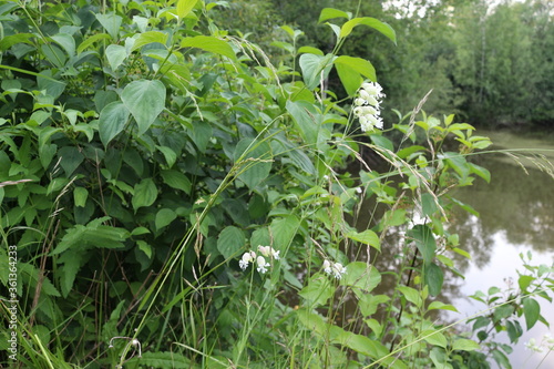  White flowers bloom on the shore of the pond in summer. This is a medicinal plant.