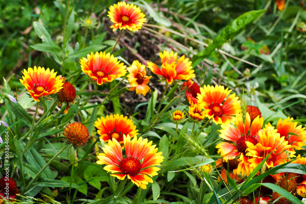 many perennial yellow buds with red gaillardia on a green background on a summer day many perennial yellow buds with red gaillardia on a green background on a summer day