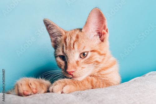 Cute little red kitten sits in the beige sofa in the living room with blue walls as background