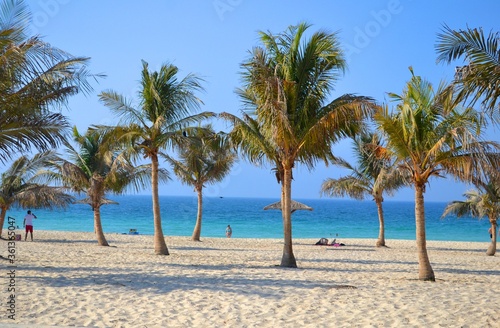 Canvas Print Palm trees in Mamzar park in Dubai