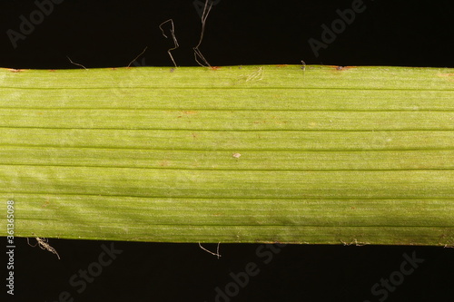 Hairy Woodrush (Luzula pilosa). Leaf Detail Closeup photo