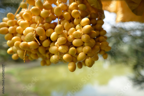 Date palm yellow fruit On a blurred background