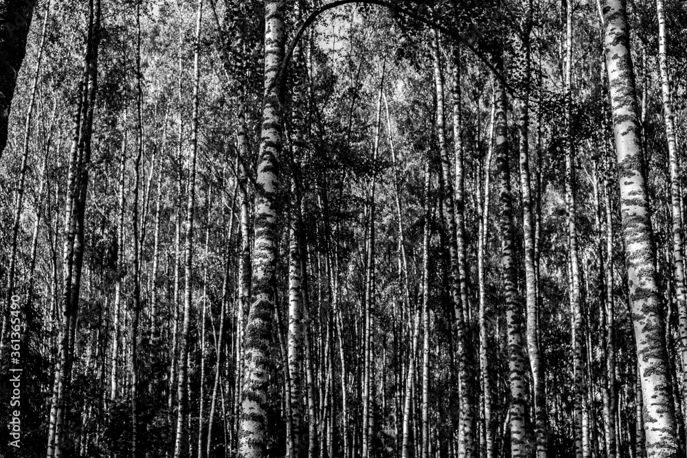 Fototapeta premium березы