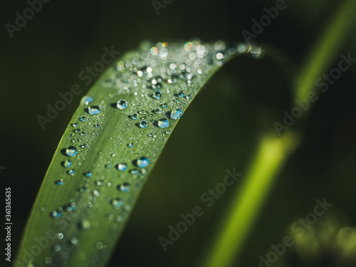 Fresh green leaves closeup with dew drops in the shadow. Nature background