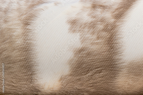 Beautiful Bright Brown, Orange, Black and White Barn Owl (Tyto alba) Feather Close up Detail Texture. Abstract Pattern Background © Diogo Oliveira