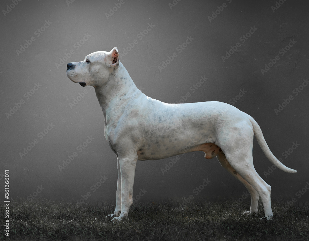 White Argentine dogo in profile with gray background