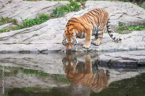 Bengal tiger Indian tiger  drinking water near forest stream in its natural habitat at Sundarbans forest. subspecies in Asia is listed as Endangered. Biggest wild cat in Indian wildlife national park
