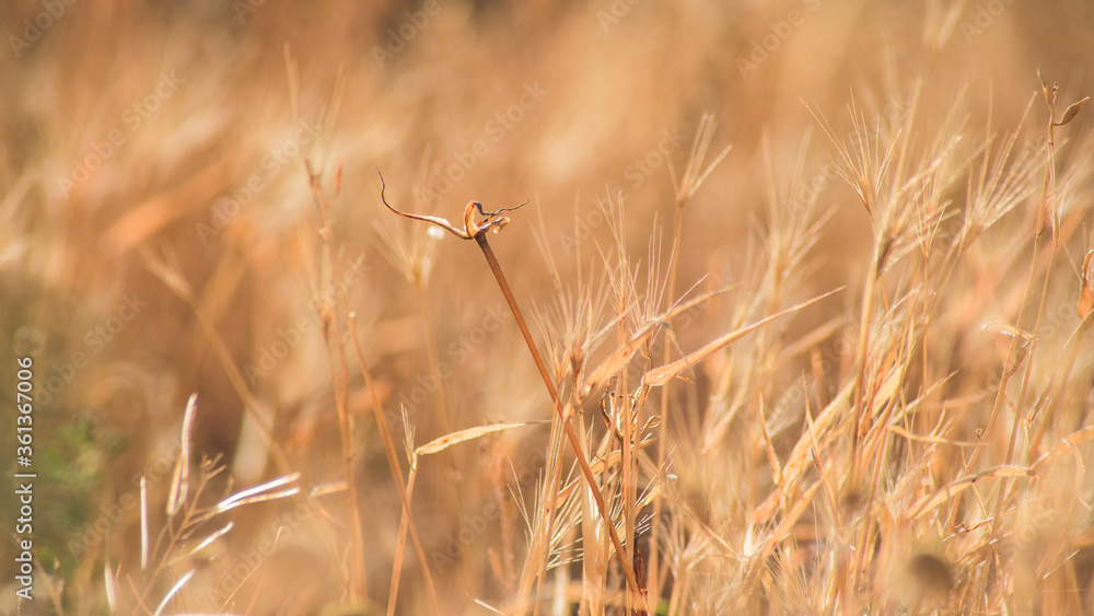 Fototapeta premium Dry spikes and grass in early summer