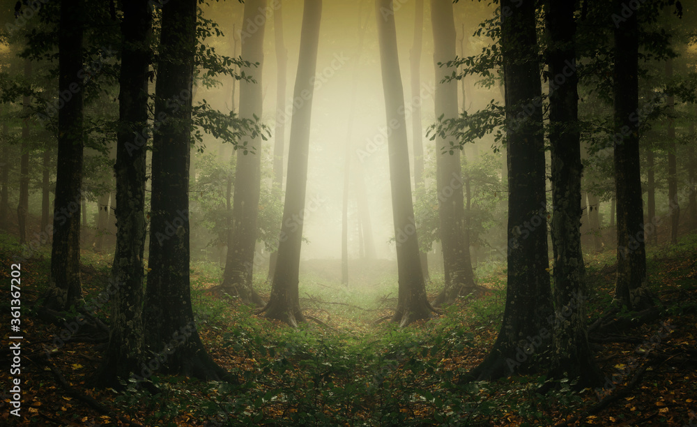 Fototapeta premium surreal woods landscape, symmetrical forest
