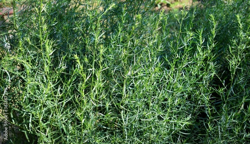  Tarragon (Artemisia dracunculus), also known as estragon in wild nature. Selective focus.