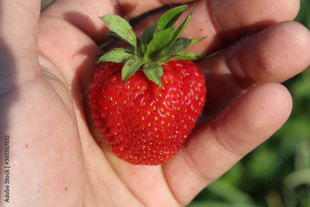 Obraz premium Клубника