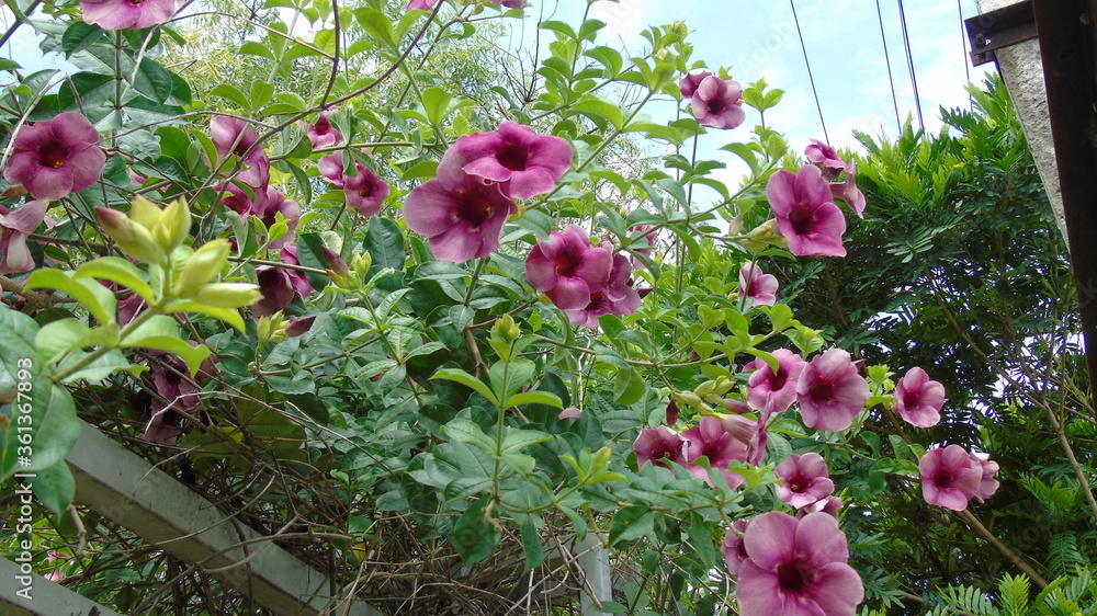 pink flowers in a garden pink flowers in a garden
