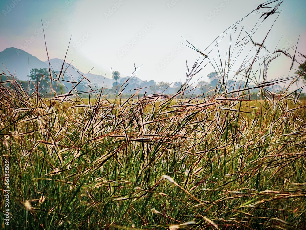 Fototapeta premium Grass beside the crop field