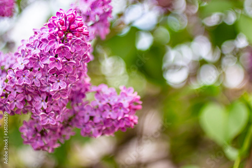 Beautiful spring purple lilac. © Sergey