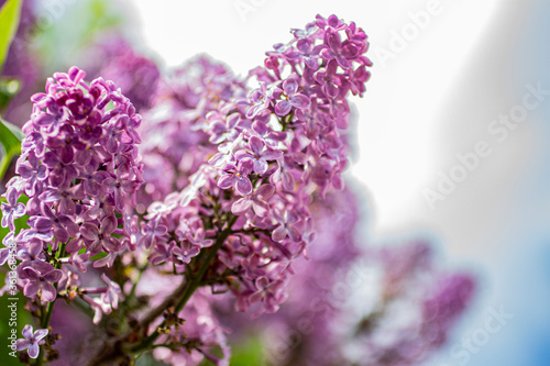 Fototapeta Naklejka Na Ścianę i Meble -  Beautiful spring purple lilac.