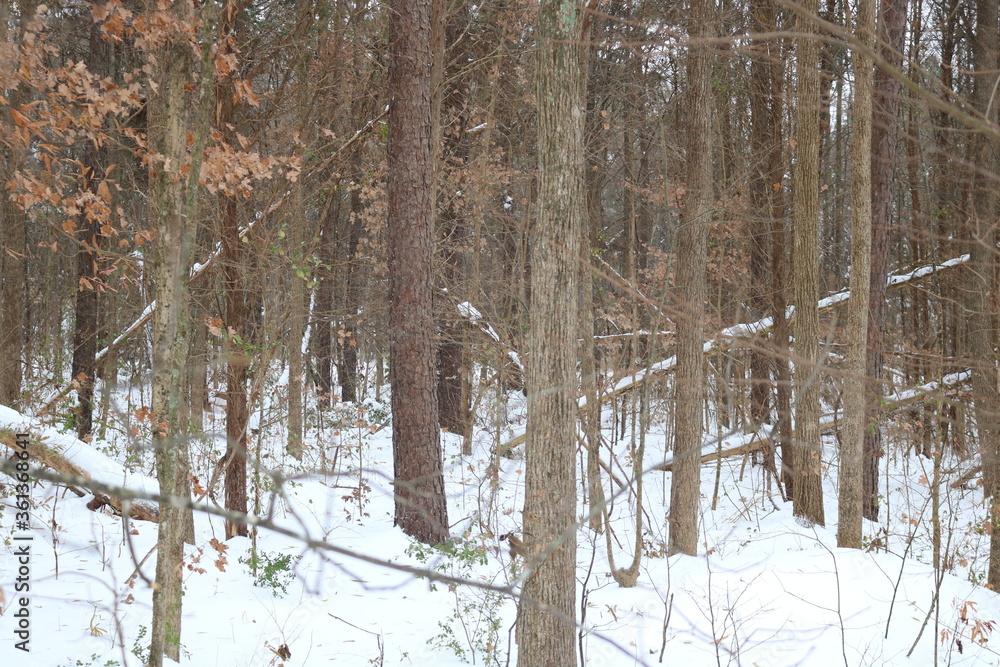 Fototapeta premium forest in winter