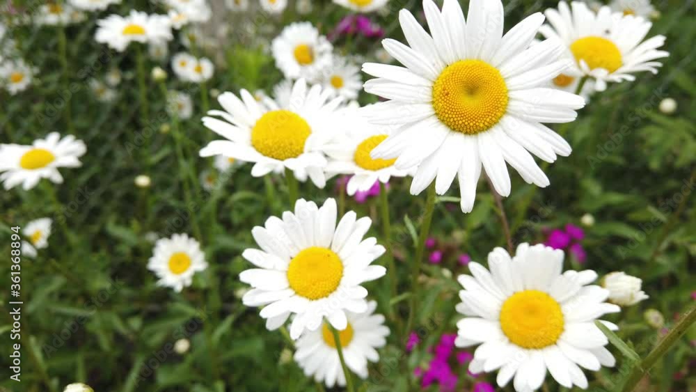 Close up chamomile in the grass swaying in the wind. Beautiful flower. Close up chamomile in the grass swaying in the wind. Beautiful flower.