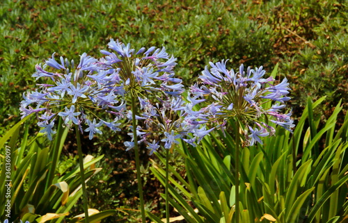 Fototapeta Naklejka Na Ścianę i Meble -  blue flowers agapantus  in spring