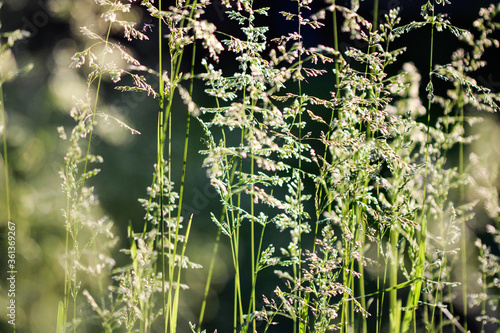 Deschampsia cespitosa, tufted hairgrass or tussock field wild grass movement under the wind in sunlight countryside meadow.