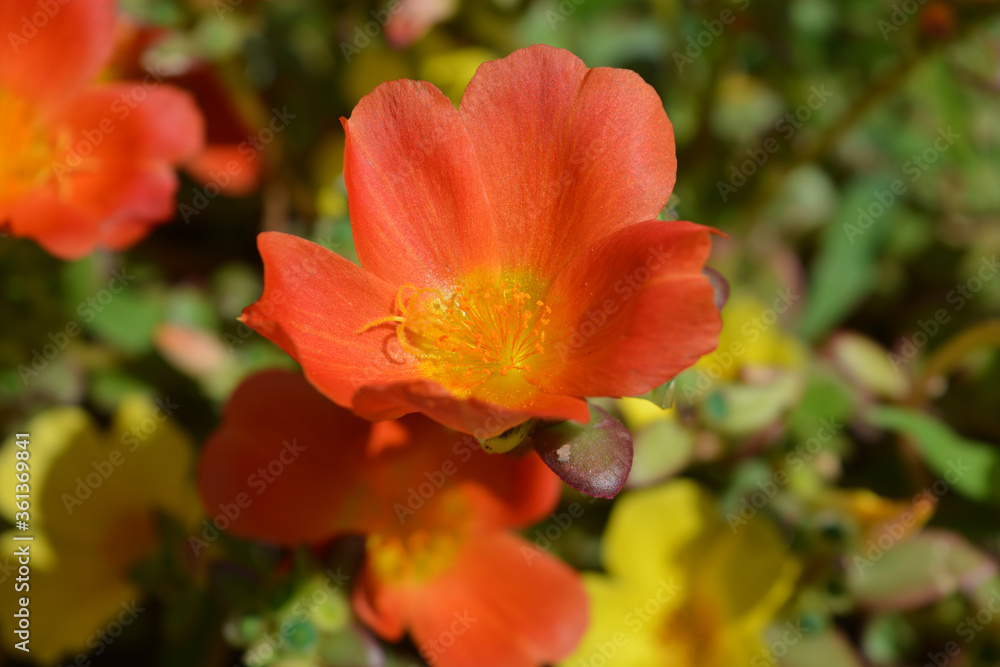 Moss rose, also known as Purslane or Portulaca, close up of a single orange flower with yellow stamens. Moss rose, also known as Purslane or Portulaca, close up of a single orange flower with yellow stamens.