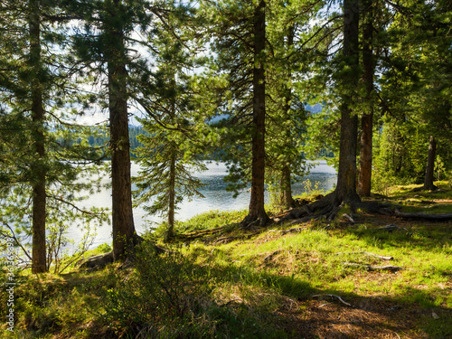 Sunny day on a wild lake in the coniferous taiga. Cedars grow on the shore