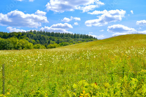 Fototapeta A rolling field of pollinator-friendly wildflowers in rural Vermont