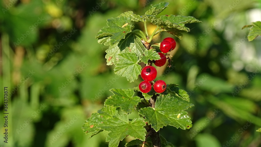 red currant bush red currant bush