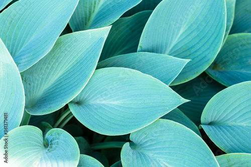 Large leaves of Plantain lilies, textured background